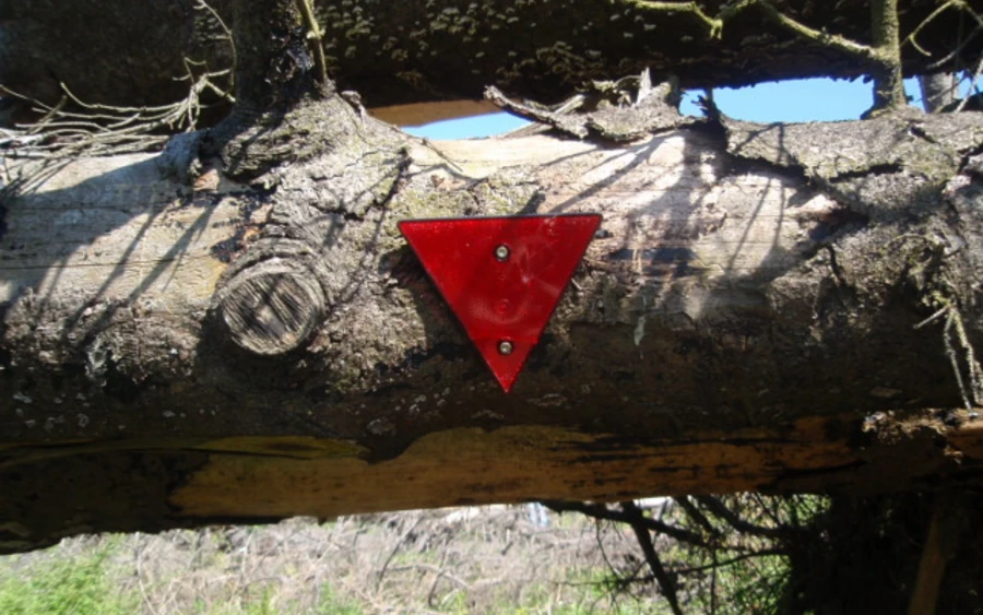 Baum mit Warndreieck Foto Susanne Thomas.JPG